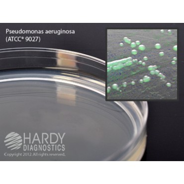 Cetrimide Agar plate Ready to Use culture media HARDY DIAGNOSTICS Cetrimide Agar plate Ready to Use culture media HARDY DIAGNOSTICS