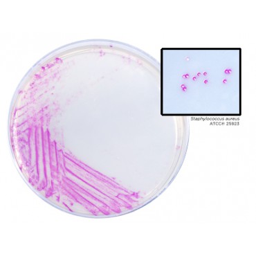 Plaque HardyChrom Staphylococcus aureus