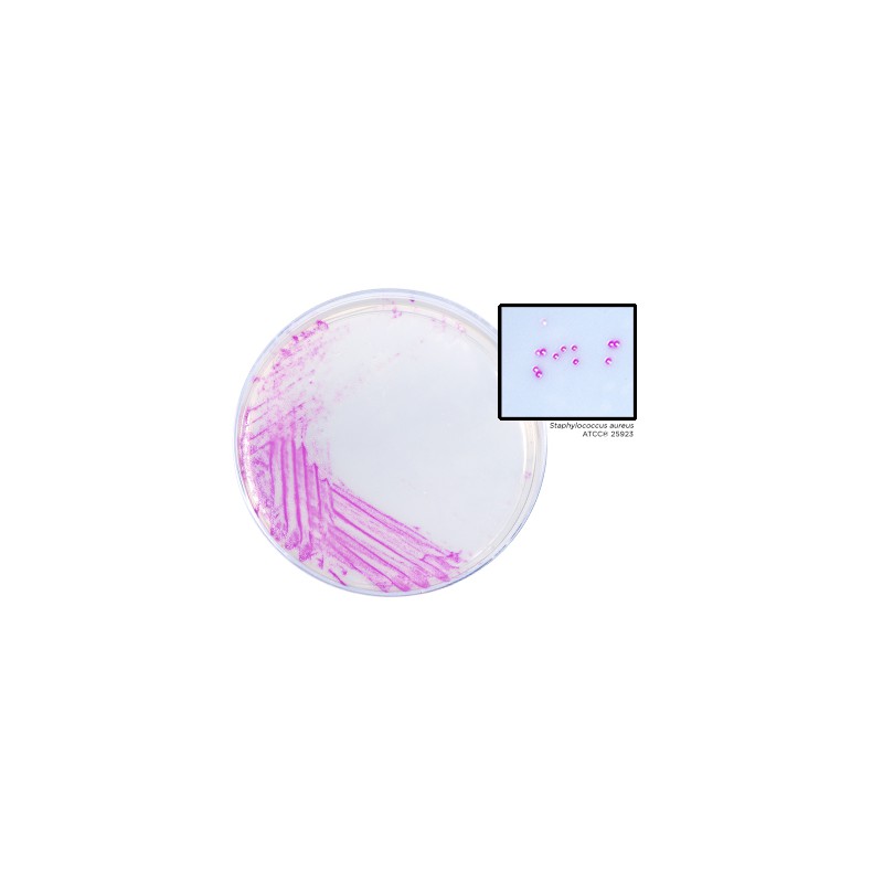 HardyCHROM™ Staphylococcus aureus plate Ready to Use culture media HARDY DIAGNOSTICS