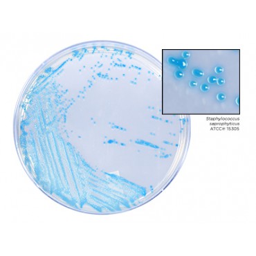 Plaque HardyChrom Staphylococcus aureus