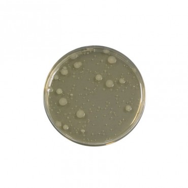 Gélose extrait de levure (PAE)