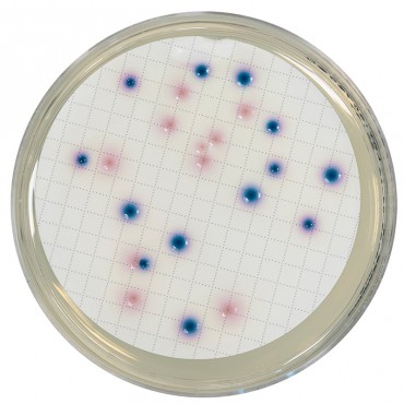 Compass CC pour E.coli &...