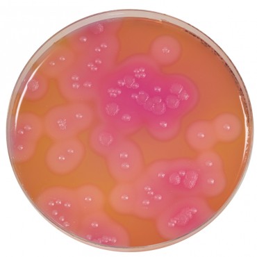 Gélose sélective Bacillus...