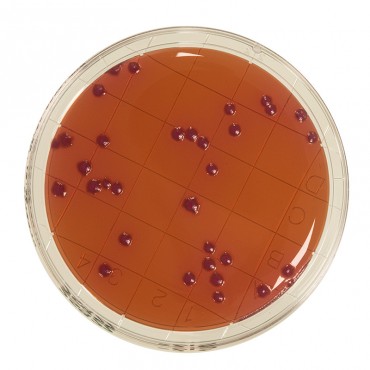 Contact VRBL + Neutralizers