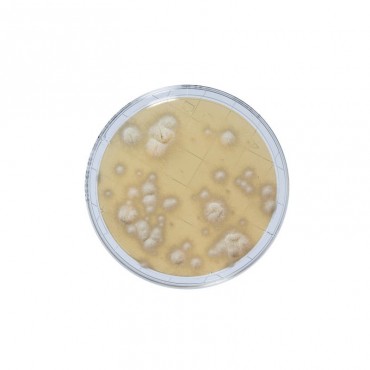 Contact Sabouraud With...