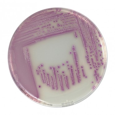 COMPASS® Salmonella Agar