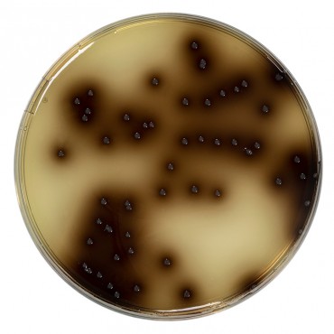 Gélose BEA (Bile, Esculine...