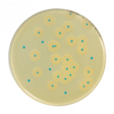 Compass Listeria Chromogenic Media Biokar