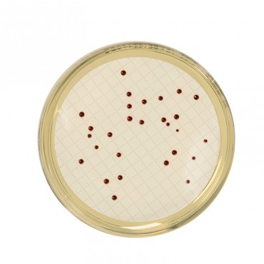 Gélose Slanetz et Bartley...