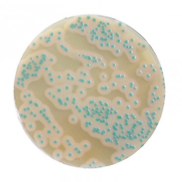 COMPASS® Bacillus Plus Agar...