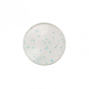 Compact Dry™ BC (Bacillus...