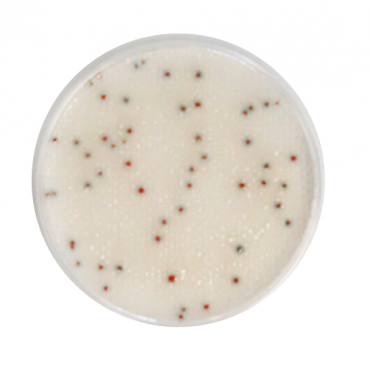 Compact Dry™ LM (Listeria...