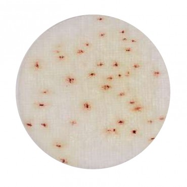 Compact Dry™PA (Pseudomonas...