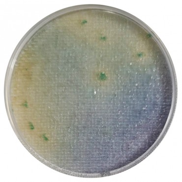 Compact Dry™ SL (Salmonella...