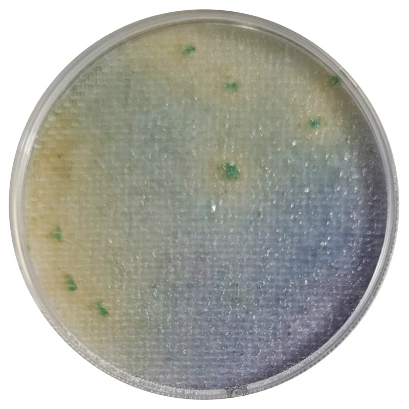 Compact Dry™ SL (Salmonella ssp.) Compact Dry Compact Dry Compact Dry™ SL (Salmonella ssp.) Compact Dry Compact Dry