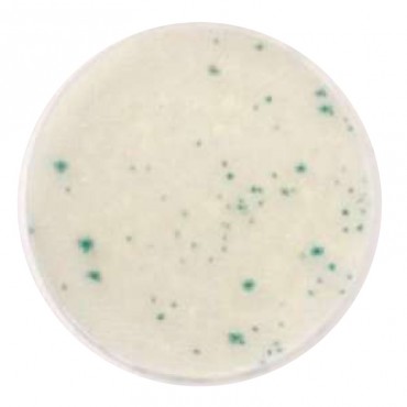 Compact Dry™ VP (Vibrio...