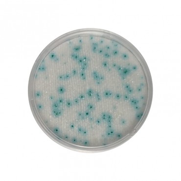 CompactDry™ YM (Yeasts & Molds) Compact Dry Compact Dry