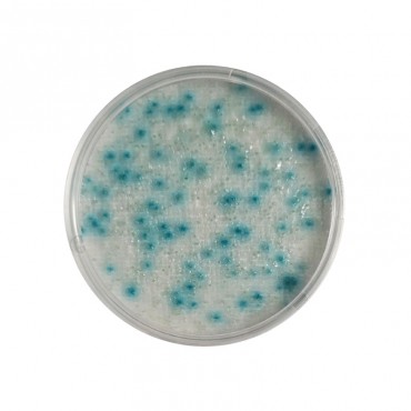 CompactDry™ YMR (Yeasts & Molds Rapid) Compact Dry Compact Dry