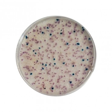CompactDry™ E. coli &...