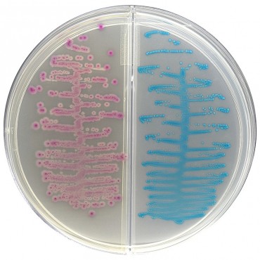 HardyCHROM™ Urine Biplate Ready to Use culture media HARDY DIAGNOSTICS