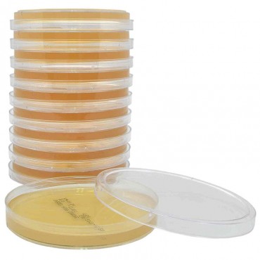 SDA Irradiated Agar plate Ready to Use culture media HARDY DIAGNOSTICS