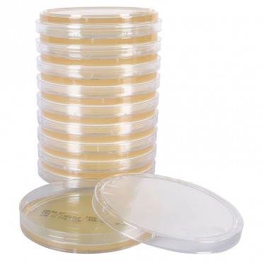 TSA with L&T Agar plate Ready to Use culture media HARDY DIAGNOSTICS