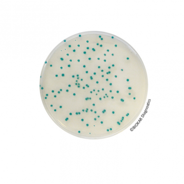 Rhapsody Agar® (PAE)